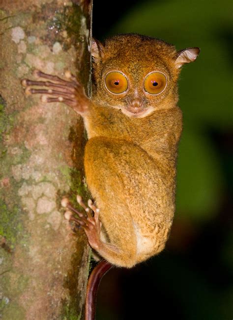 Tarsier | Description, Species, Habitat, & Facts | Britannica