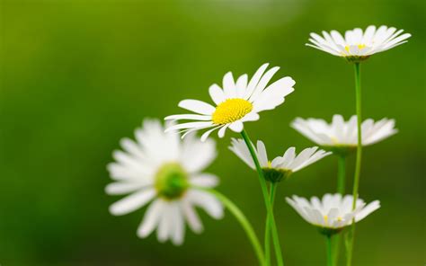 🔥 [50+] Daisy Flowers Wallpapers for Desktop | WallpaperSafari