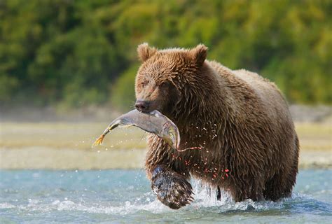 Bear Viewing Homer - Homer Bear Viewing - Bear Viewing Homer Alaska ...