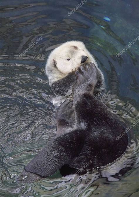 Portugal Lisbon Lisbon Oceanarium Sea Otter - Stock Photo , #sponsored ...