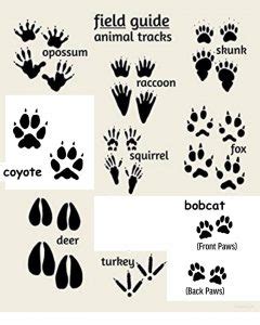 Raccoon Footprints