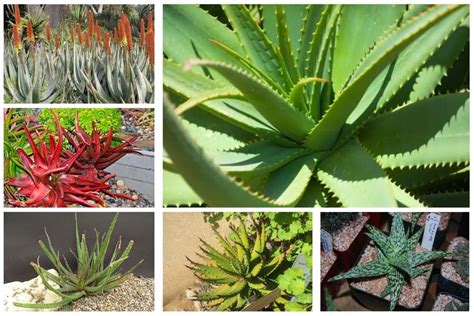 How Many Types Of Aloe Vera Plants Are There