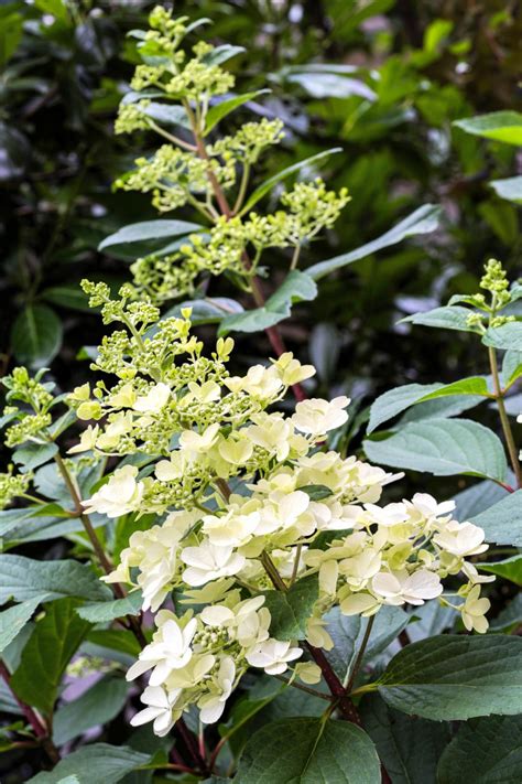 Hydrangea Paniculata | DIY