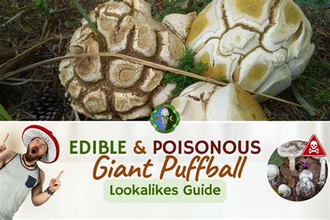 Giant Puffball Mushroom Poisonous and Edible Look-Alikes