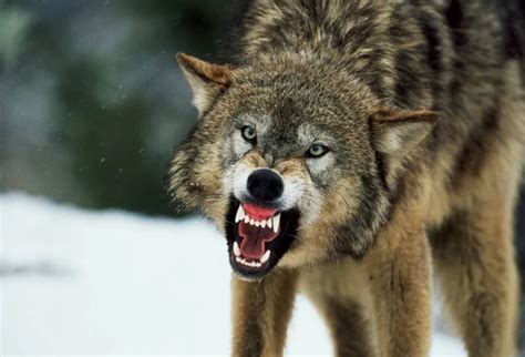 Growling Wolf Face