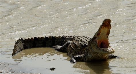 Fatal Crocodile Attack Feared in Sri Lanka