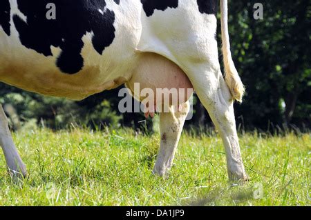 COW UDDER Stock Photo - Alamy