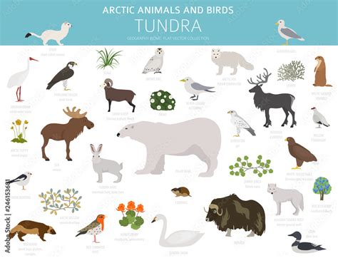 Tundra biome. Terrestrial ecosystem world map. Arctic animals and birds ...