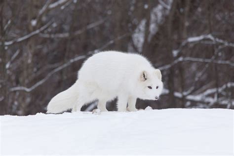 How Animals in Alaska Survive Winter - Gray Line Alaska