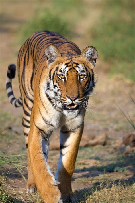 Tiger - Wikipedia