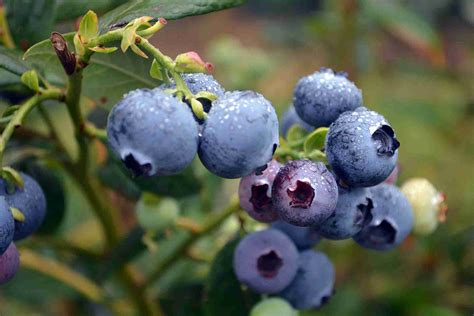 Blueberry Kisses® | PlantNet® Australia