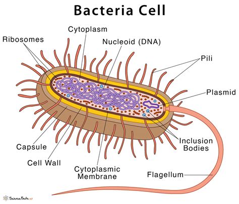 Bacteria Cell Structure