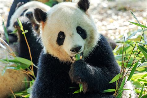 Close up of Eating Panda · Free Stock Photo