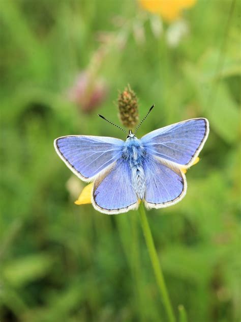 Common blue - #4 Butterfly challenge - Wild Ireland Tour