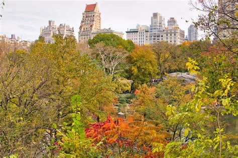 Central Park Fall Foliage Guide | 2023 Best Locations & Foliage Map