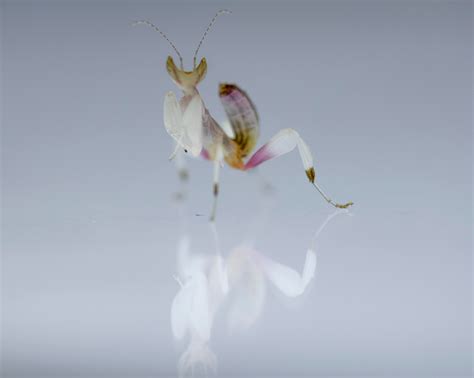 My baby orchid mantis : pics