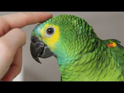 Parrots Talking - Cute Parrot talking Funny Words Compilation | ADEW ...