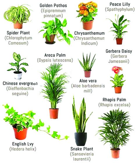 Purifying power of indoor plants | DailyExcelsior