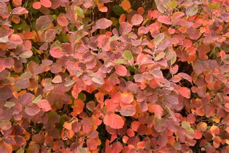 Fothergilla Fiesta | The World's Best Gardening Blog