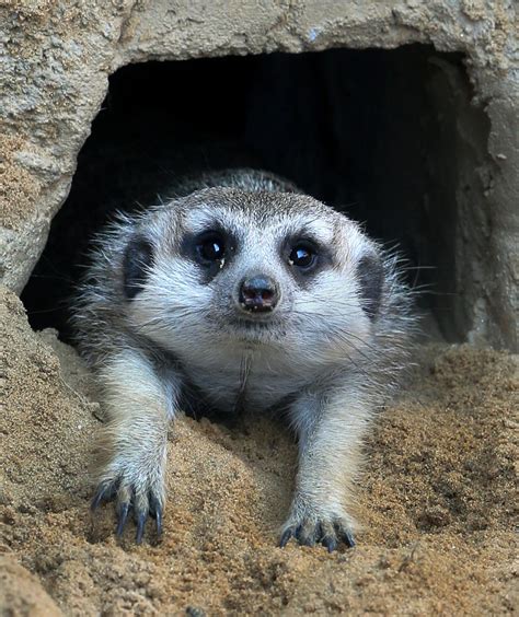 Nervous baby meerkats slow to emerge at Richmond Zoo | Local News ...