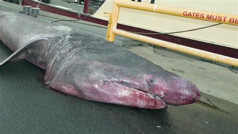 Rare basking shark caught off Australian coast - CNN Video