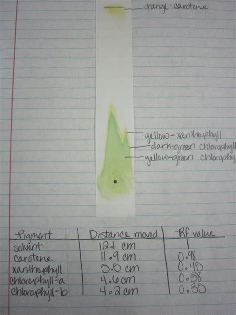 Amy Brown Science: Paper Chromatography