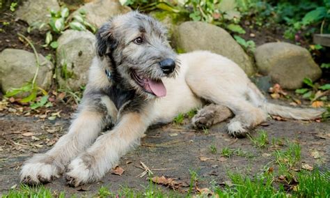 Irish Wolfhound Info Temperament Puppies Pictures Lifespan