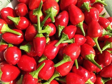 America's Only Native Pepper May Be Small, but It's Fiery Hot