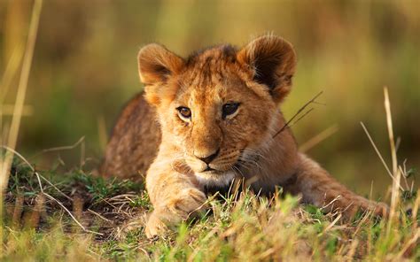 Fond d'écran : herbe, faune, gros chats, moustaches, prairie, Safari ...