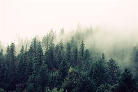 Pine forest, landscape, mist, pine trees HD wallpaper | Wallpaper Flare