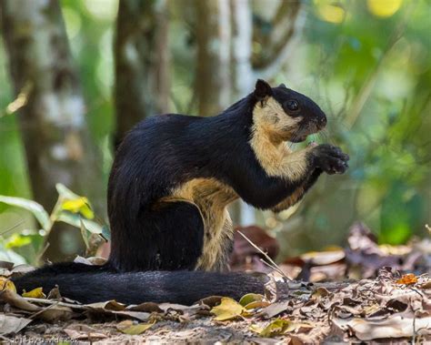 Black giant squirrel - Alchetron, The Free Social Encyclopedia