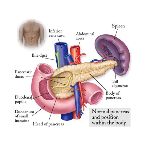 Abdominal Anatomy Pancreas : Pancreas Function Location Diseases Live ...