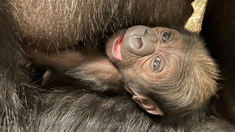 New addition at DC zoo: Baby gorilla is first to be born in five years ...