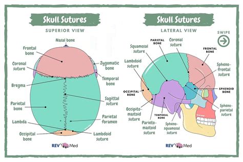 Lambdoidal Suture