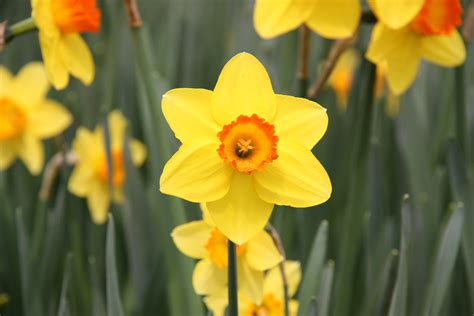 File:Yellow-Daffodil-2009.jpg