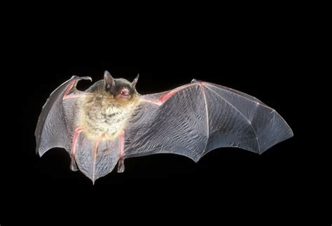 Myotis grisescens - Bat Conservation International