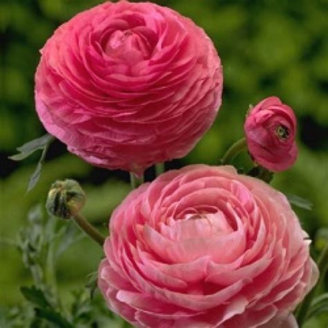 Buy Ranunculus Bulbs (Pink) online at low price on plantsguru.com