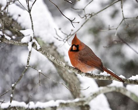 Cardinal on Snowy Branch Photograph by Rob Travis - Fine Art America