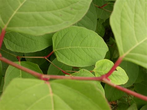 Japanese knotweed leaves – close up | Wildscapes