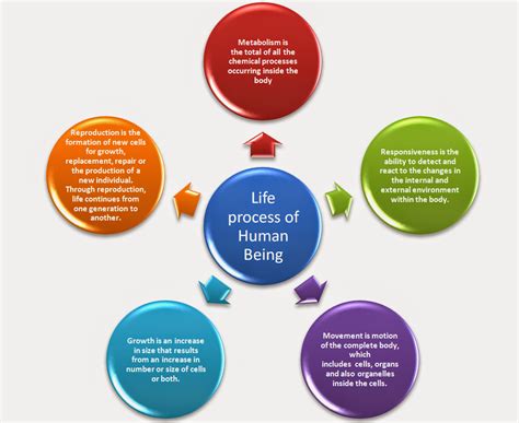 Articles Junction: What is Life Process of Human Body?