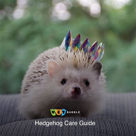 Hedgehog Care Guide | Hedgehog care, Hedgehog pet, Small pets