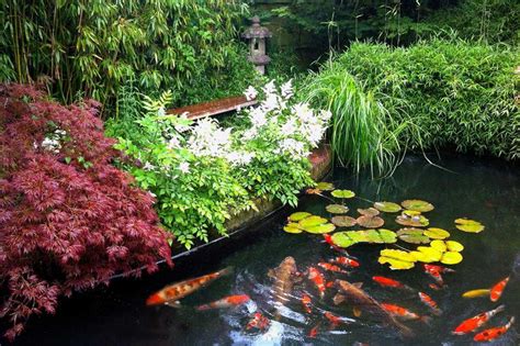 Koi Pond Plants to Add Beauty and Improve Your Pond | LoveToKnow