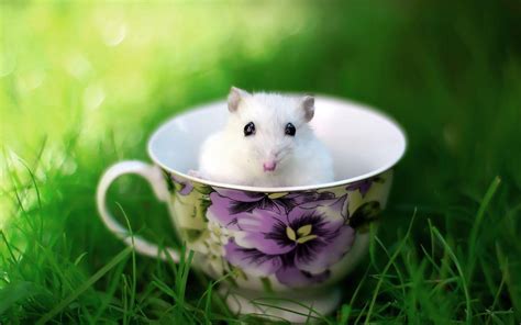 Cute Animals Wallpapers - Wallpaper Cave