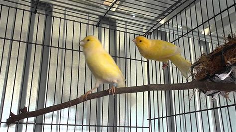 Canary breeding pair 2015 - YouTube