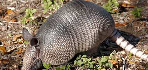 About Armadillos: Appearance, biology, life cycle, habitat, diet, behavior