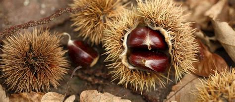 10 Most Popular Italian Chestnuts - TasteAtlas