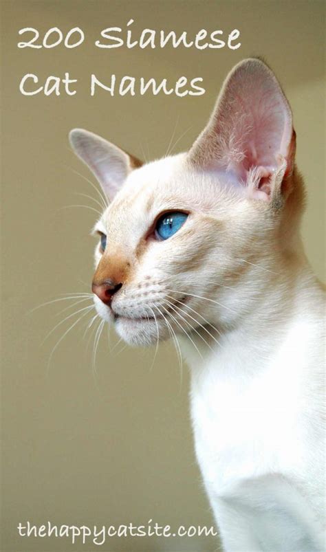 200 Best Siamese Cat Names For Your New Kitten