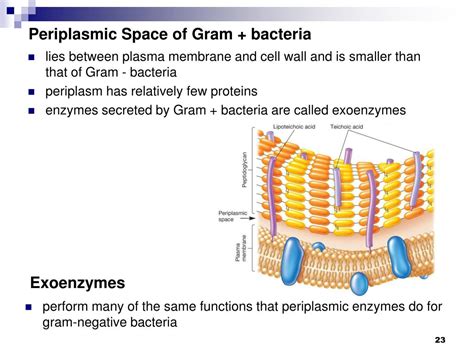 PPT - A Preview of Procaryotic Cell Structure and Function PowerPoint ...