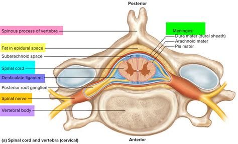 Spinal Cord Compression Causes, Symptoms, Diagnosis and Treatment