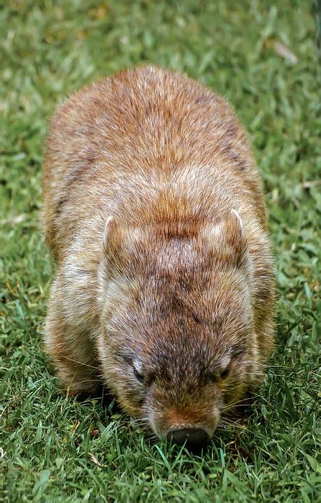 Free photo: Wombat, Marsupial, Furry, Native - Free Image on Pixabay ...